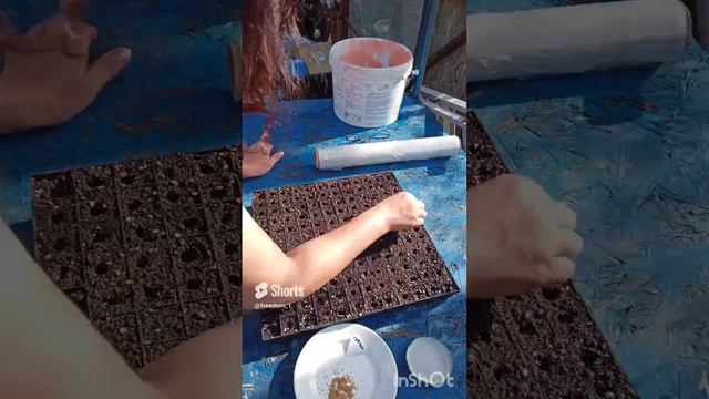 посадка семян в кассеты