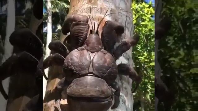 Пальмовый краб. Вес 4кг. смотреть онлайн