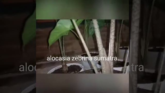 Share Video смотреть онлайн