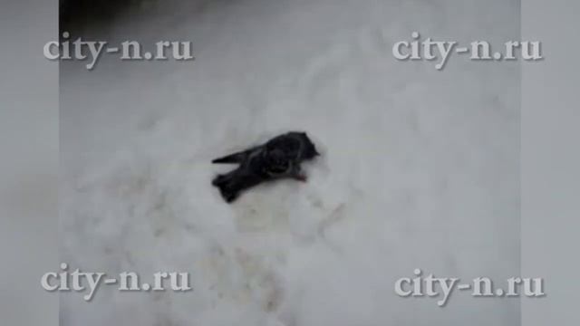 Голубя гнёт и корёжит смотреть онлайн