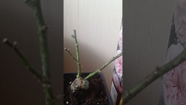 Взращиваем базальные побеги у роз посаженных в кашпо. смотреть онлайн