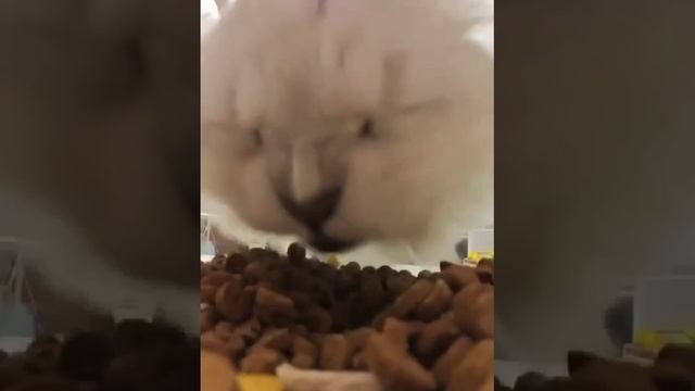 VID-20230929-WA0034.mp4 смотреть онлайн