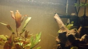 Перестала работать аэрация фильтра Aquael Fan Mini Plus часть 2