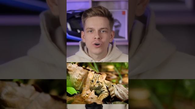 ВЫ НЕ ПОВЕРИТЕ В РЕАЛЬНЫЙ РАЗМЕР ЭТИХ ВЕЩЕЙ смотреть онлайн