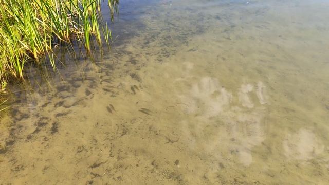 Озеро Боровое в Ногинском районе Московской области смотреть онлайн