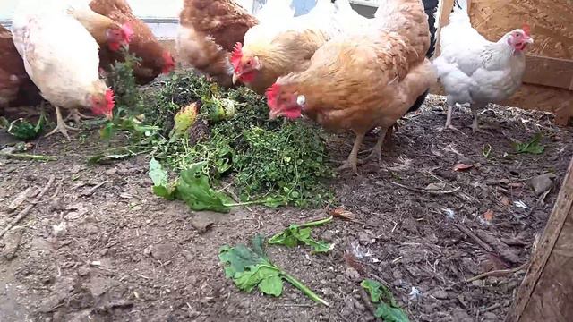 Зять-помощник! Поля-кубаночка! смотреть онлайн