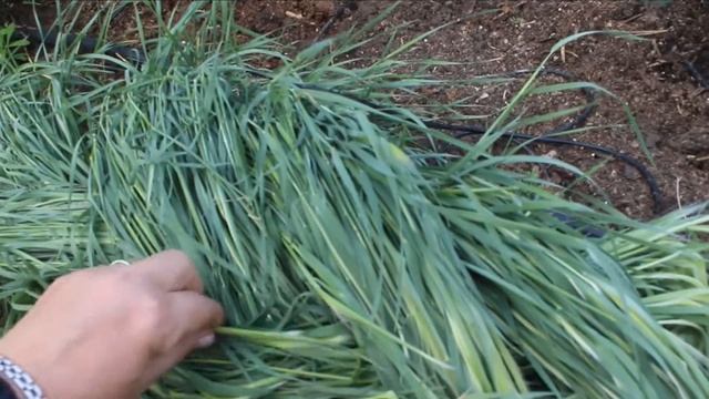 Идея! Оригинальный бордюр для роз - косичка из злаков.???