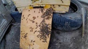 Обнаружил пчелиную   семью с маткой трутовкой, ранней весной. Что делать ? Или как объеденить семьи