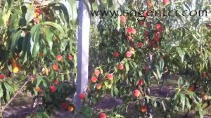 Саженцы персика - урожай 2014 - питомник Маценко