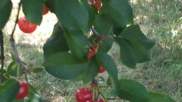 вишня шпанка село репное белгородская область смотреть онлайн