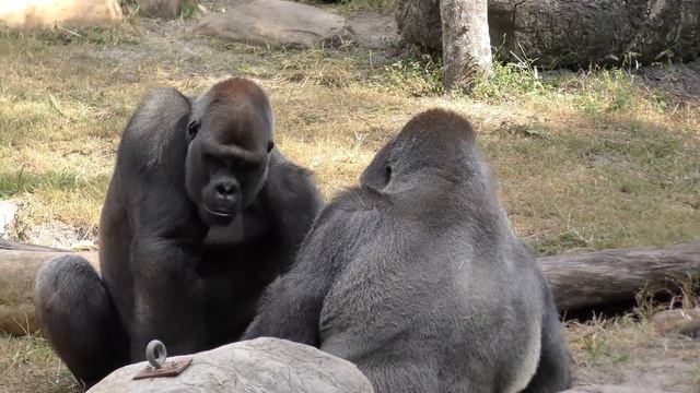 Gorillas Play 1 Hour FYV #gorillas смотреть онлайн