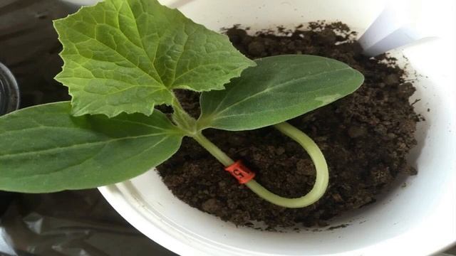 Что делать чтобы рассада не вытягивалась и была крепкой