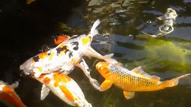 Koi Farm, Cibukan, Sleman, Jogja, Indonesia смотреть онлайн