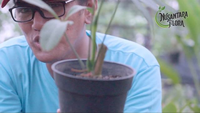 Anthurium Croatii dan Pentaphyllum #tanamanhias #budidayatanaman #anthurium смотреть онлайн