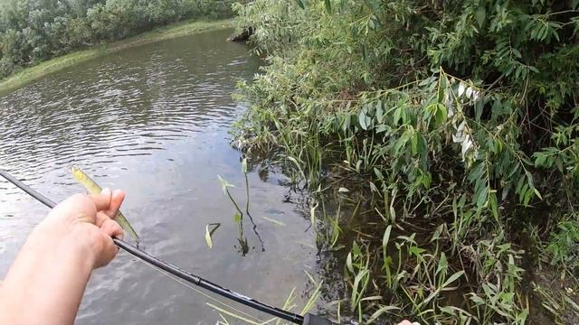 Снова FISHYCAT JungleCat 140SP показал результат