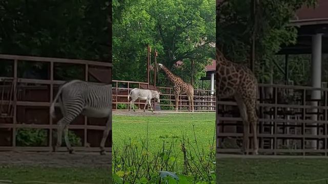 Московский зоопарк. Жираф и зебры смотреть онлайн
