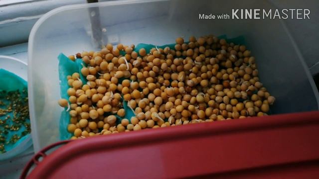 Марафон похудения. Я худею с веса 118 кг.