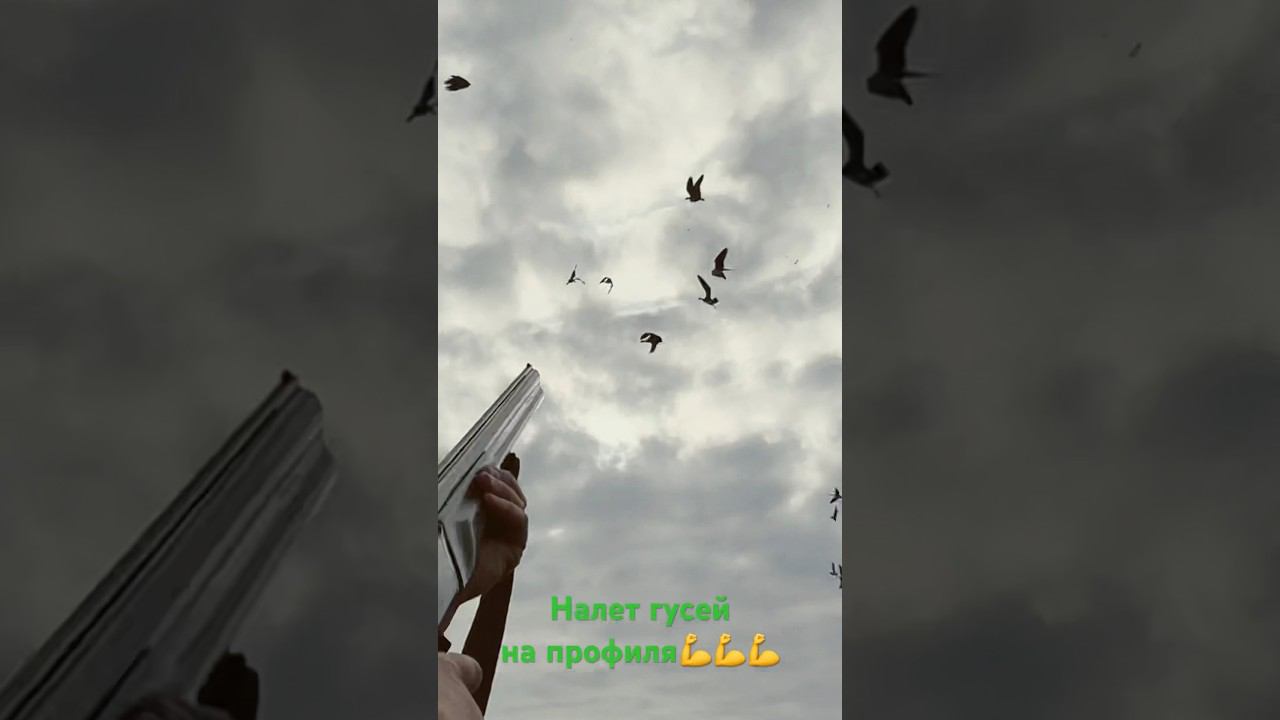 ✅ Налёт стаи гусей на профиля #охота2023 смотреть онлайн