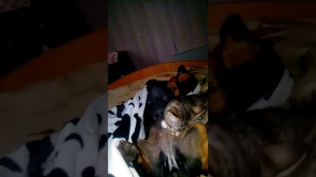 Прикол Котенок сосет титьку у таксы смотреть онлайн