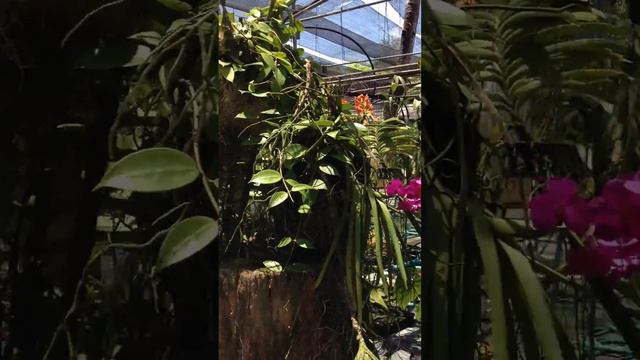 Phuket Orchid Farm смотреть онлайн