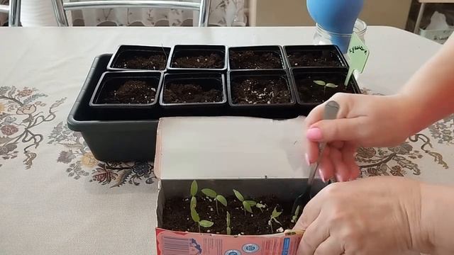 Пикировка баклажанов Заглублять или нет Сезон 2024 г смотреть онлайн