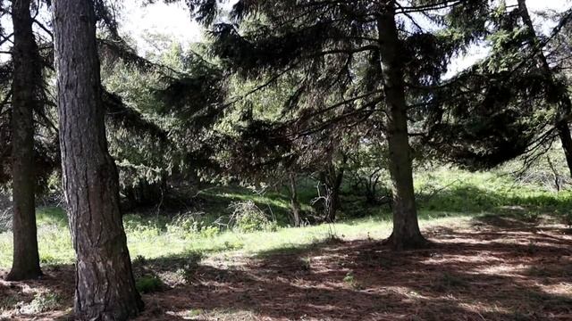 Canon 250d. Video test. смотреть онлайн