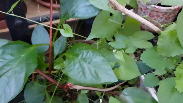 Моя лоджия в начале июня. Проснулась в четыре утра, как не запутаться в названиях. Дышим кислородом смотреть онлайн