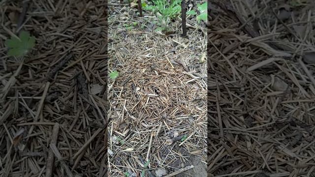 у поликтен появились первые личинки , стройка продолжается.