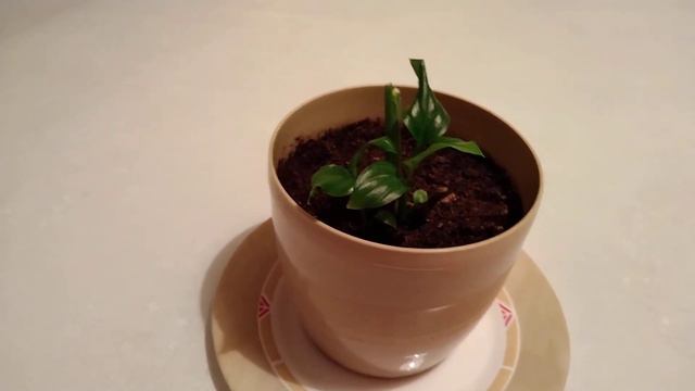 Әйел бақыты гүлі. Спатифиллум гүлі. Әйел бақыты гүлінің күтімі. Спатифиллум гүлінің күтімі. смотреть онлайн