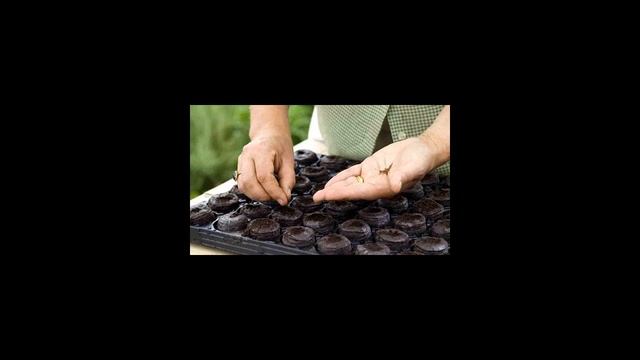 Как сажать семена в торфяные таблетки? смотреть онлайн