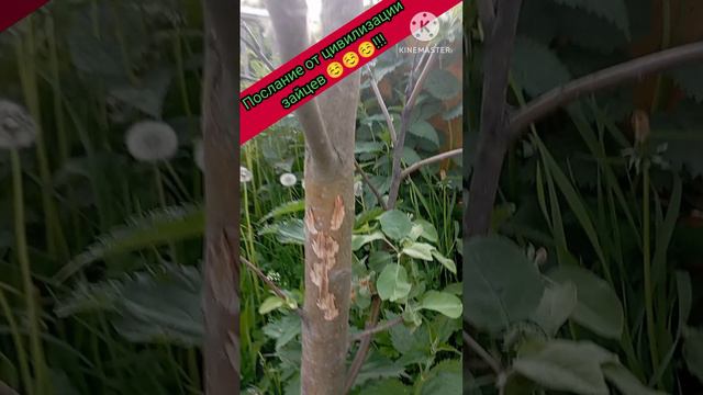 Тайное послание цивилизации ЗАЙЦЕВ!