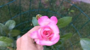Плетистая роза «Хендель». Climbing rose «Hendel».