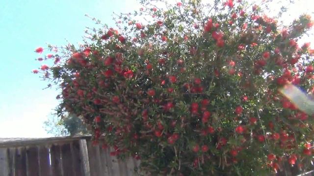 Солнечное утро. День рождения. Кусты и лимонное дерево. смотреть онлайн