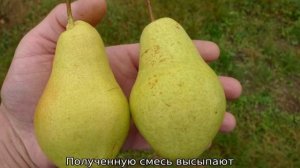 Груша Видная