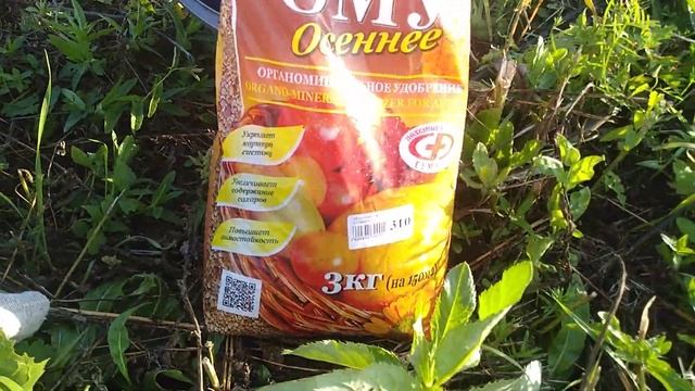 Новые покупки, Тиарелла сердцелистная , Седум гибридный 'Jose Aubergine'',Дуб красный. #дубкрасный. смотреть онлайн