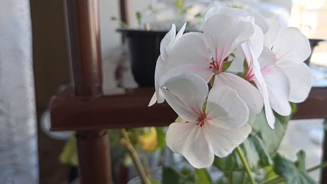 Пеларгония из семян зацвела🌸🌸🌸🙂😘 смотреть онлайн