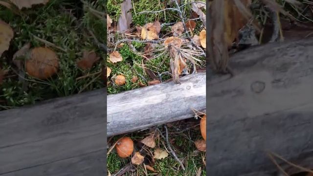 Анастасия Пчелина 23.09.2023 Ленинградская область Лужский район Гриб Подосиновик жёлто-бурый смотреть онлайн