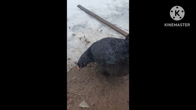 Маран чёрное серебро и Амераукана. Чьи гены сильнее? смотреть онлайн