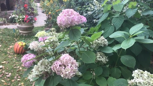 Крупнолистная гортензия ( укрытие на зиму в средней полосе России) смотреть онлайн