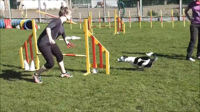 Agility Camp with Monika Rylska - Free смотреть онлайн