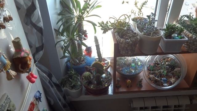 Цветы в моем доме. Комнатные растения. Обзор моих подоконников (сентябрь 2018) смотреть онлайн