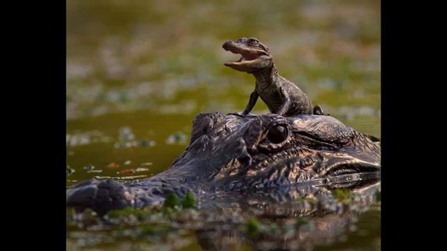 Животный Мир Заботливые животные родители смотреть онлайн