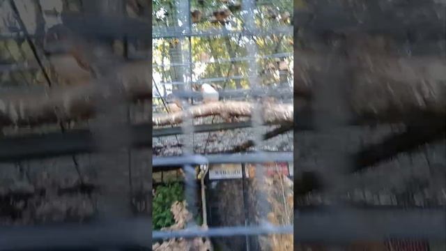 фазан золотий і амадіни