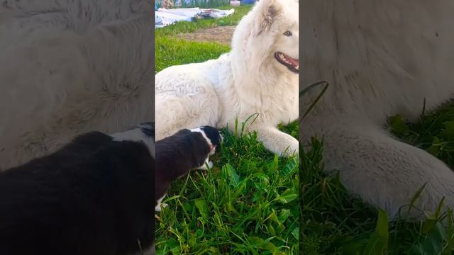Санкт-Петербург. +79811668874 🐕 бронь на щенуль бордер колли и самоеда. смотреть онлайн