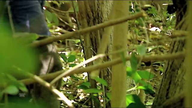 The Men of the Fifth World: documentary about the intrepid Australian aborigines (FULL DOCUMENTARY) смотреть онлайн