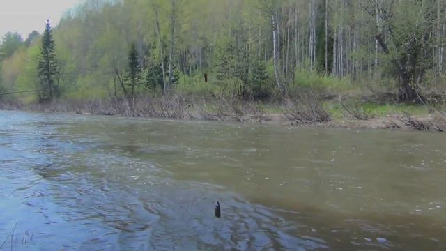 Клев хариуса Рыбалка 2017 Ловля хариуса Рыбалка на поплавок Рыбалка на хариуса Рыбалка на карася Щ смотреть онлайн