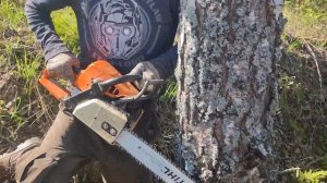 Валка Берёзы Бензопилой Stihl MS 250