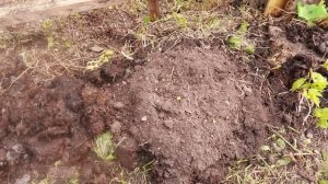 Как вырастить тыкву на целине без ухода всё лето, чтобы урожая на год хватило!