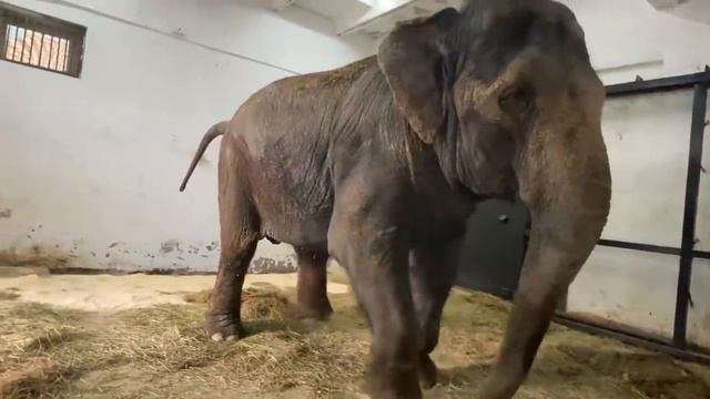 Слониха Джени НЕРВНИЧАЕТ и пытается ОСВОБОДИТЬ Магду! смотреть онлайн