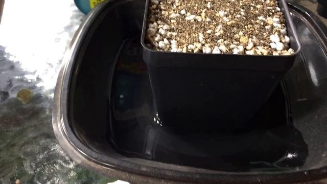 How I'm Planting Haworthia Pygmeae Seeds Part 1 смотреть онлайн